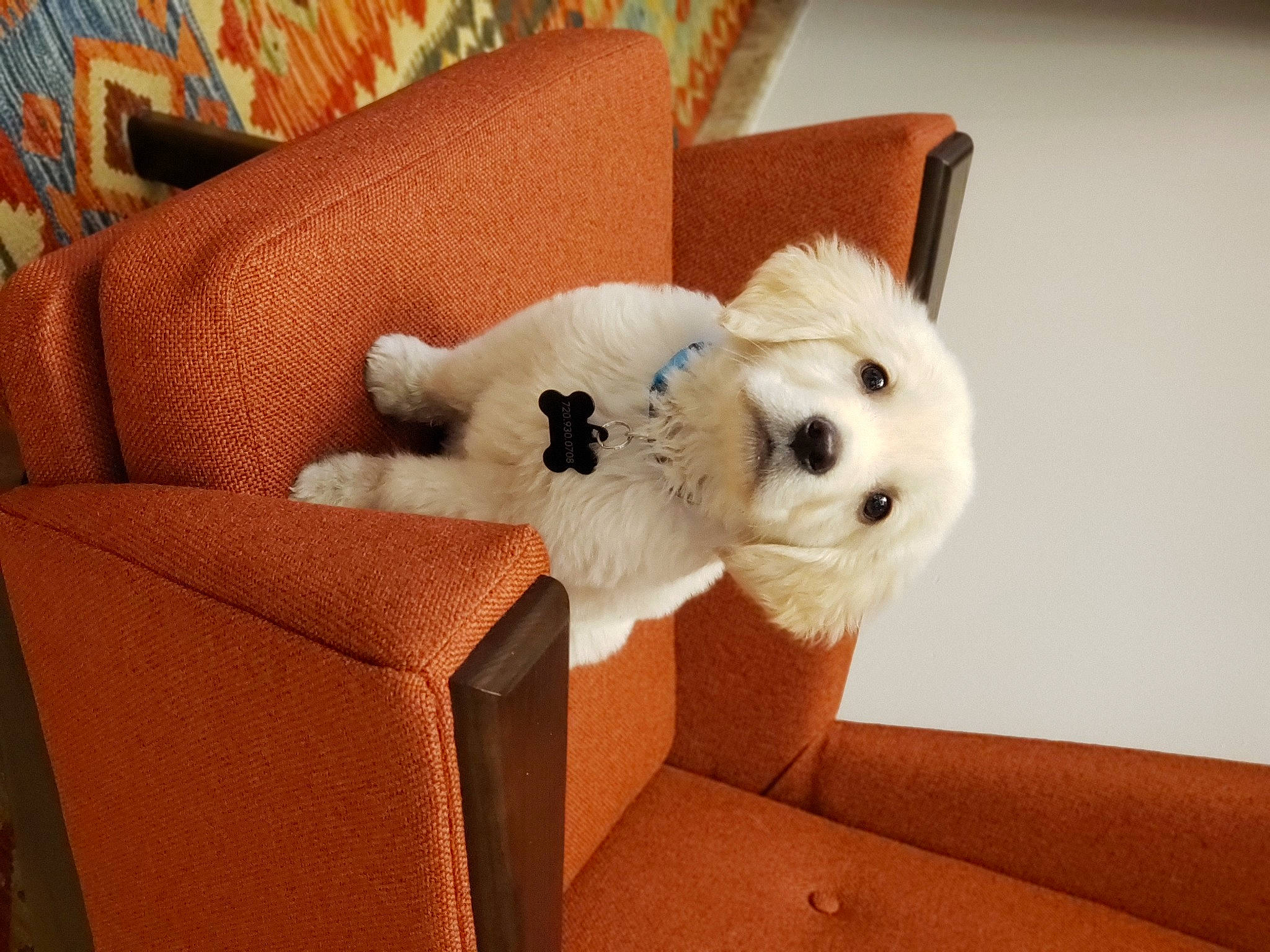 Buddy Bear joined the competition — help win amazing prizes! canidae, carnivore, companion_dog, couch, cushion, dog, dog_breed, dog_supply, home_accessories, living_room, non_sporting_group, pet_supply, pillow, sporting_group, stuffed_toy, tan, throw_pillow, toy_dog, working_animal, working_dog