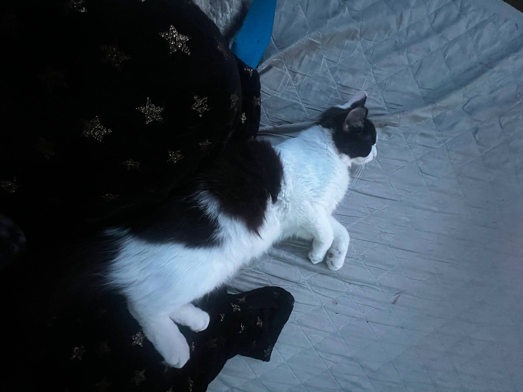 Spooky joined the competition — help win amazing prizes! carnivore, cat, comfort, domestic_short_haired_cat, electric_blue, felidae, flooring, fur, grass, hardwood, human_leg, pattern, paw, small_to_medium_sized_cats, tail, tints_and_shades, whiskers, wood