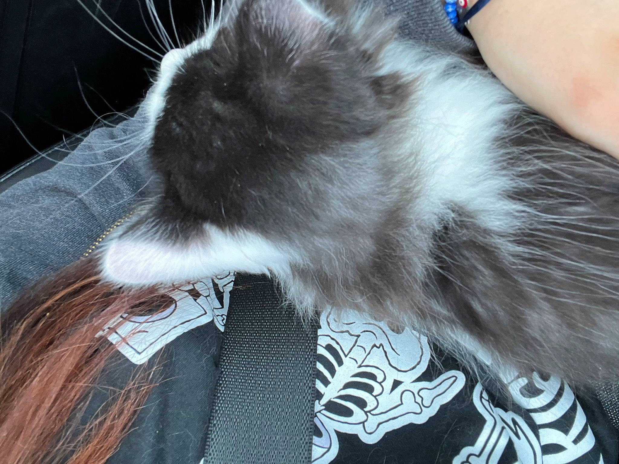 Spooky joined the competition — help win amazing prizes! canidae, carnivore, cat, claw, comfort, companion_dog, domestic_short_haired_cat, ear, fawn, felidae, fur, human_leg, lap, nap, paw, small_to_medium_sized_cats, snout, tail, thigh, whiskers