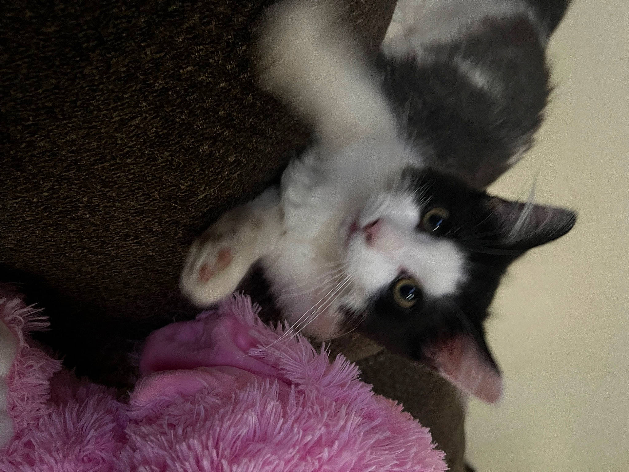 Spooky is registered to the contest to win money with this photo: balinese, carnivore, cat, claw, comfort, dog_breed, domestic_short_haired_cat, ear, fawn, felidae, foot, fur, gesture, paw, plant, small_to_medium_sized_cats, snout, tail, thai, whiskers