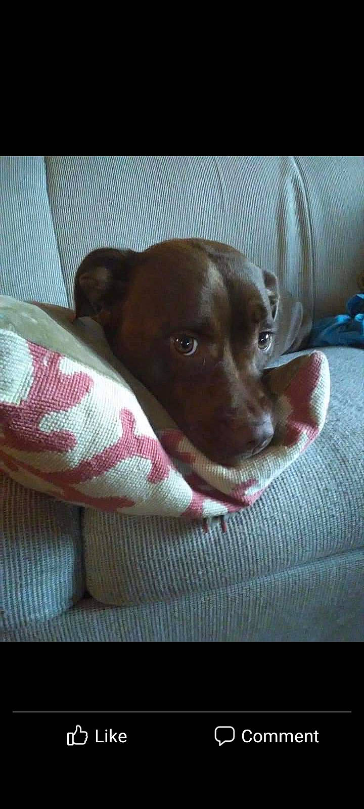 Lola is registered to the contest to win money with this photo: carnivore, comfort, companion_dog, dog, dog_breed, fawn, guard_dog, linens, liver, pointing_breed, snout, sporting_group, terrestrial_animal, toy_dog, whiskers, working_animal