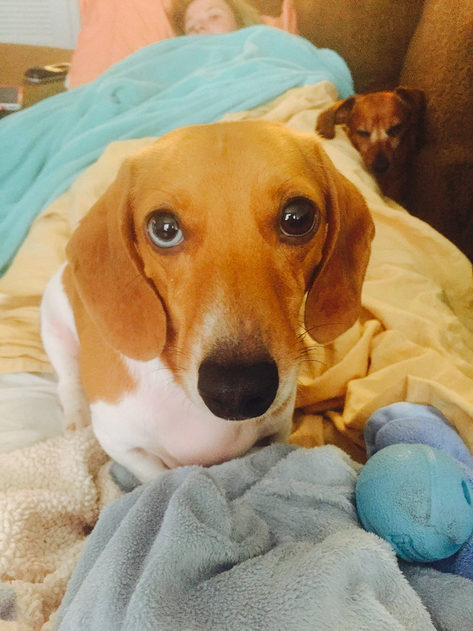 Ralph joined the competition — help win amazing prizes! american_foxhound, basset_artesien_normand, beagador, beagle, canidae, carnivore, companion_dog, dachshund, dog, dog_breed, english_coonhound, estonian_hound, harrier, mammal, nose, puppy, rare_breed_dog, scent_hound, snout, vertebrate