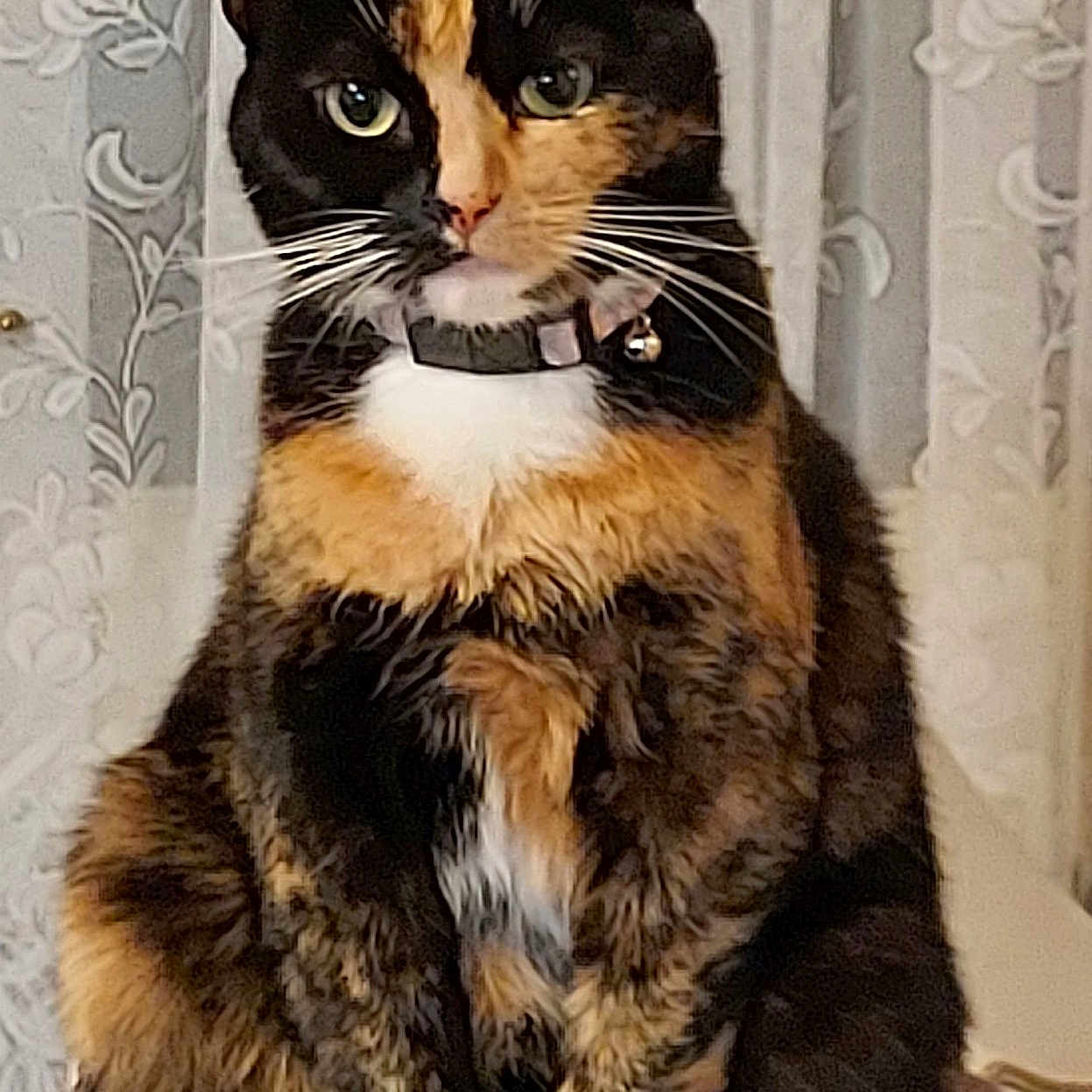 Caoimhe joined the competition — help win amazing prizes! abyssinian, accessories, animal, blackcat, brasssection, cat, collar, couch, cushion, egyptiancat, formalwear, furniture, homedecor, horn, kitten, manx, musicalinstrument, pet, siamese, tie