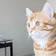 Oliver joined the competition — help win amazing prizes! cat, ginger_cat, tabby, pet, close_up, whiskers, face, ears, yellow_eyes, fur, indoor, portrait, curious, side_profile, table, charging_cable, minimalist, light_background, soft_light, sitting