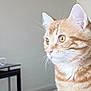 cat, ginger_cat, tabby, pet, close_up, whiskers, face, ears, yellow_eyes, fur, indoor, portrait, curious, side_profile, table, charging_cable, minimalist, light_background, soft_light, sitting