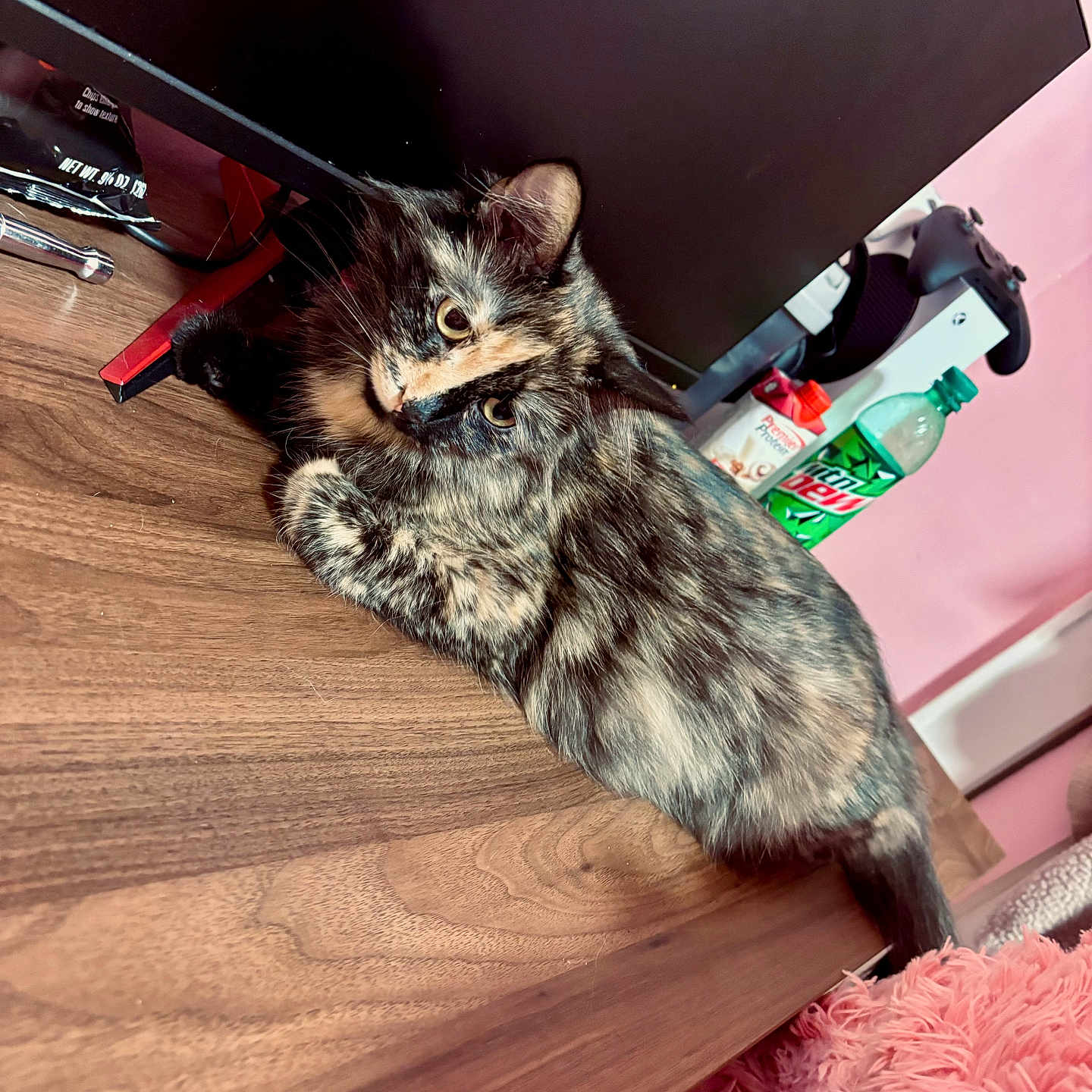 Saturn is registered to the contest to win money with this photo: animal, cat, computer, computerhardware, desk, electronics, furniture, hardware, hardwood, indoors, interiordesign, kitten, laptop, monitor, pc, pet, plywood, screen, table, wood