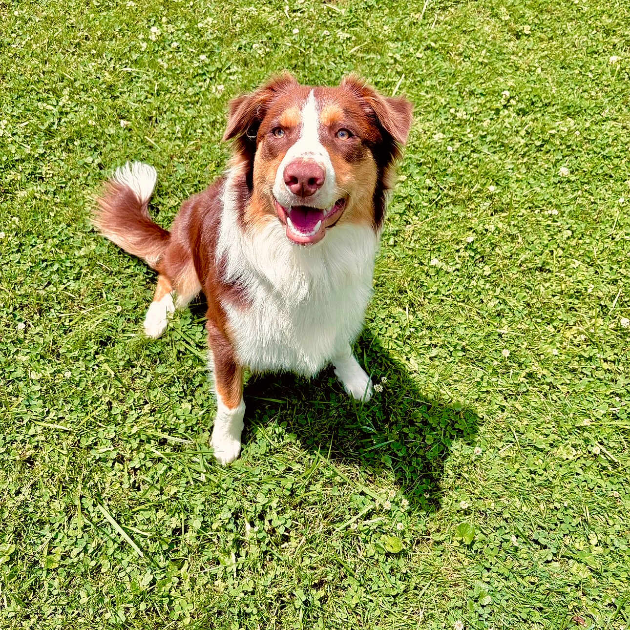 Koda joined the competition — help win amazing prizes! animal, canine, dog, face, field, grass, grassland, green, head, hound, lawn, nature, outdoors, park, person, pet, photography, plant, portrait, puppy