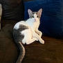 Kiwi a rejoint le concours — aidez-le/la à gagner de superbes lots ! cat, white, gray, couch, blue_pillow, beige_cushion, indoor, pet, animal, fur, tail, whiskers, relaxed, looking, sitting, domestic, feline, cozy, home, cute