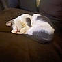 cat, sleeping, couch, brown, white, gray, pet, animal, cozy, feline, indoor, resting, curled_up, domestic, fur, quiet, soft, comfortable, home, relaxation