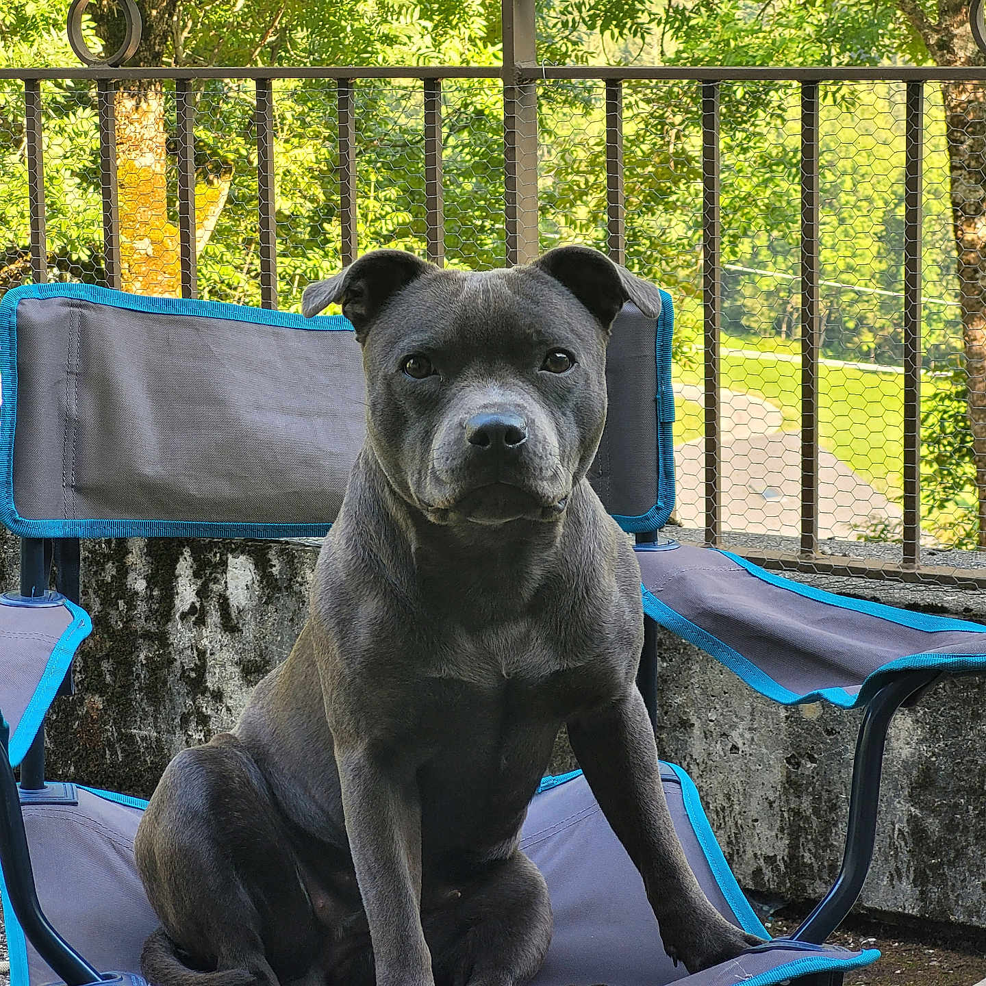 Ulane participe au concours pour gagner de l'argent avec cette photo : animal, architecture, backyard, building, bulldog, canine, chair, dog, furniture, house, housing, labradorretriever, nature, outdoors, patio, pet, pitbull, railing, summer, yard