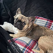 Prada joined the competition — help win amazing prizes! dog, small_dog, plaid_blanket, car_interior, quilted_seat_cover, brown_fur, pet, canine, lying_down, looking_at_camera, curious_expression, indoor, cozy, soft_texture, ears_up, black_nose, companion, domestic_animal, resting, cute
