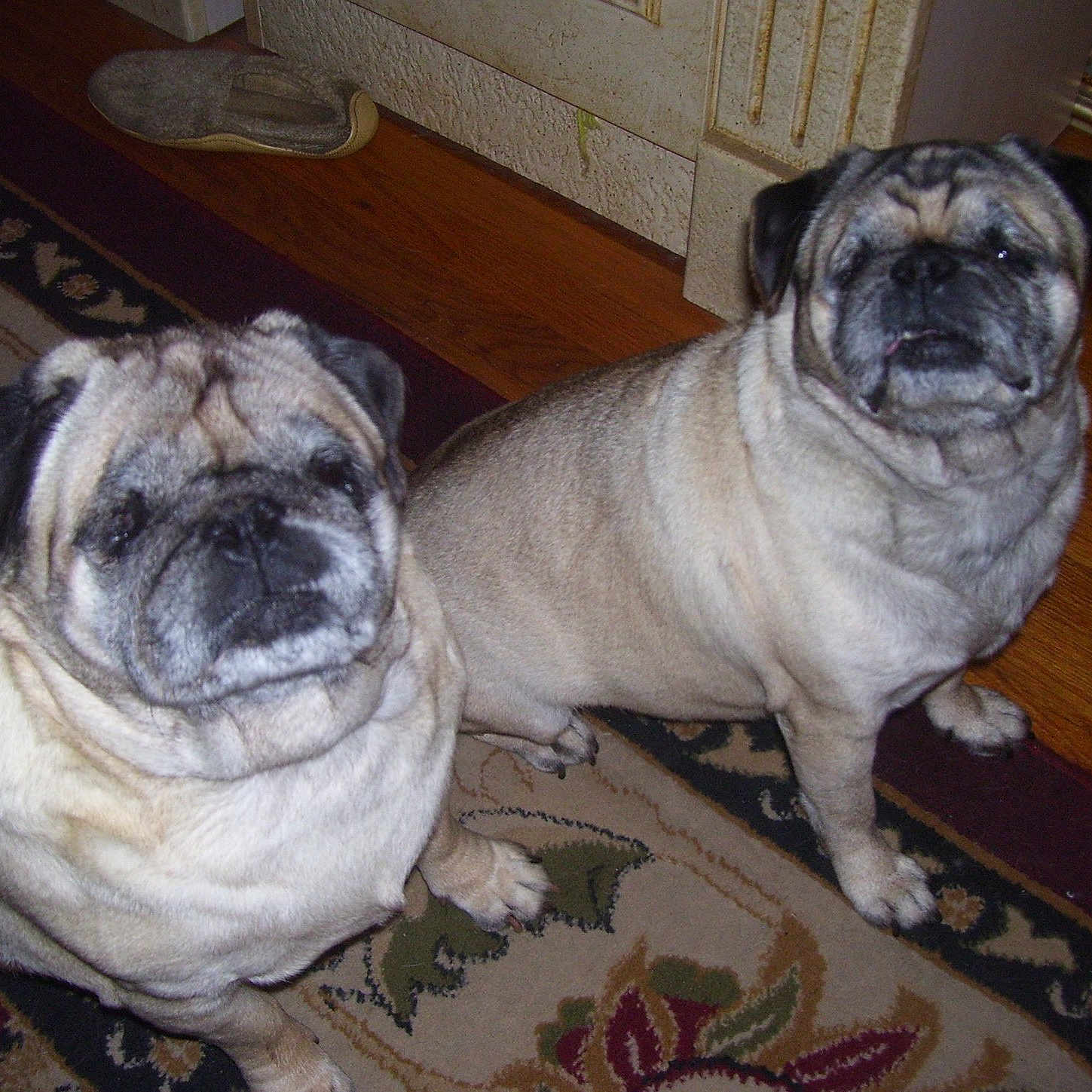 Burtus is registered to the contest to win money with this photo: ancient_dog_breeds, canidae, carnivore, companion_dog, dog, dog_breed, fawn, mammal, ori_pei, pug, rare_breed_dog, skin, snout, toy_dog, vertebrate, wrinkle