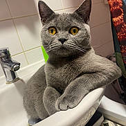Flóki is registered to the contest to win money with this photo: cat, gray_cat, pet, animal, bathtub, bathroom, faucet, tiles, shower_curtain, indoor, portrait, closeup, sitting, crossed_paws, yellow_eyes, whiskers, short_hair, looking_at_camera, funny, home
