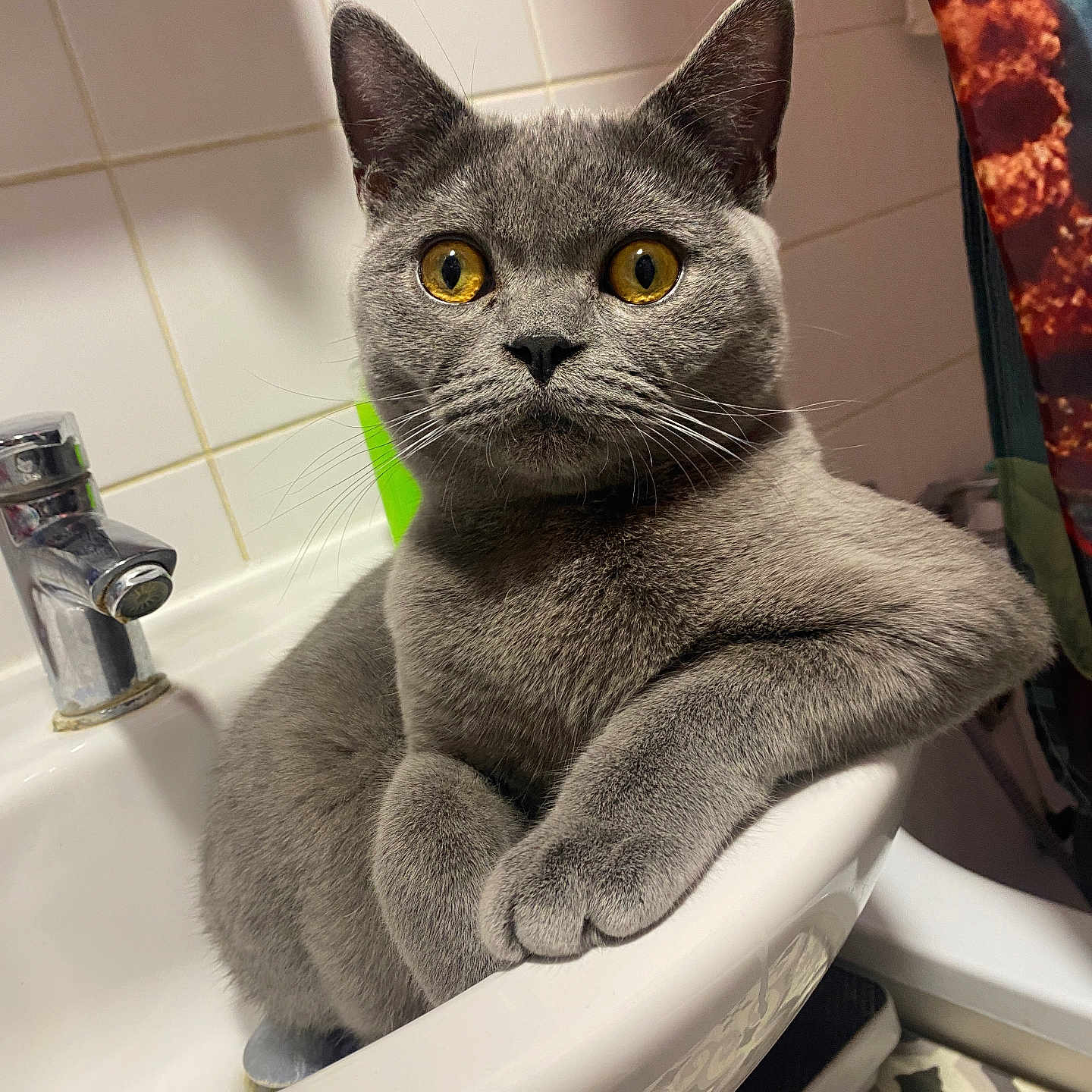 Flóki is registered to the contest to win money with this photo: cat, gray_cat, pet, animal, bathtub, bathroom, faucet, tiles, shower_curtain, indoor, portrait, closeup, sitting, crossed_paws, yellow_eyes, whiskers, short_hair, looking_at_camera, funny, home