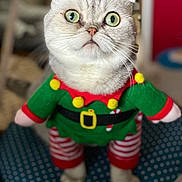 Elska is registered to the contest to win money with this photo: cat, white_cat, pet, animal, elf_costume, christmas, holiday, festive, green_clothing, red_clothing, yellow_bells, costume, standing, portrait, green_eyes, whiskers, fur, indoors, chair, funny