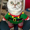 cat, white_cat, pet, animal, elf_costume, christmas, holiday, festive, green_clothing, red_clothing, yellow_bells, costume, standing, portrait, green_eyes, whiskers, fur, indoors, chair, funny