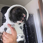 Hones joined the competition — help win amazing prizes! adorable, animal, black_and_white, clothing, costume, cozy, curtain, cute, dog, ears, furry, hand, hoodie, indoor, looking_away, pet, portrait, puppy, spot_pattern, young