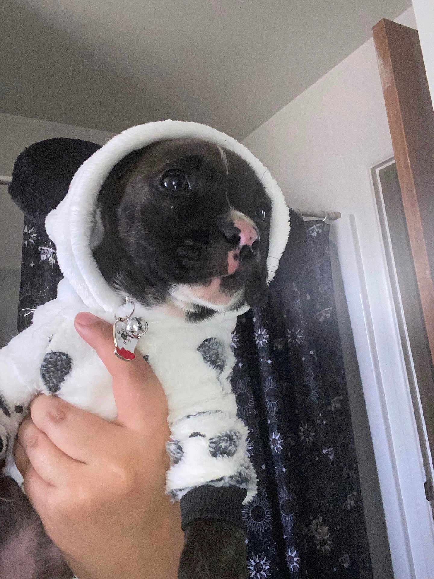 Hones joined the competition — help win amazing prizes! adorable, animal, black_and_white, clothing, costume, cozy, curtain, cute, dog, ears, furry, hand, hoodie, indoor, looking_away, pet, portrait, puppy, spot_pattern, young