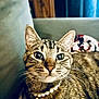 animal, cat, close_up, couch, cozy, curious, domestic_animal, ears, eyes, face, feline, fur, indoor, jewelry, pearl_necklace, pet, portrait, resting, tabby, whiskers