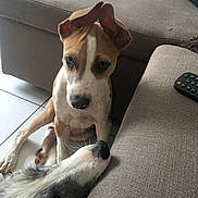 Pablo participe au concours pour gagner de l'argent avec cette photo : dog, puppy, pet, animal, canine, indoor, living_room, couch, floor, curious, ears, brown, white, black, fur, closeup, interaction, remote_control, relaxing, companions