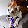 dog, puppy, blue_eyes, toy, braided_toy, couch, living_room, furniture, playful, pet, canine, indoor, brown_and_white, ears_up, chewing, relaxed, home, domestic_animal, fur, snout