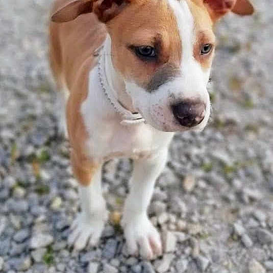 Pablo