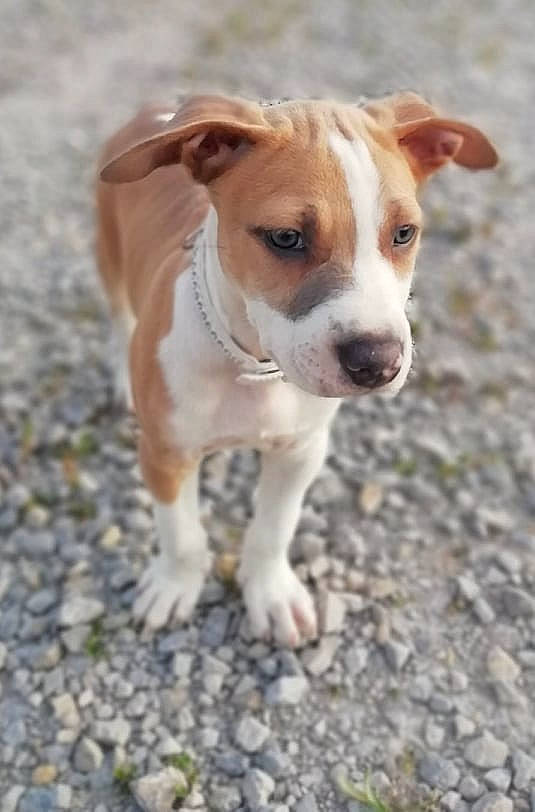Pablo participe au concours pour gagner de l'argent avec cette photo : canidae, carnivore, collar, companion_dog, dog, dog_breed, fawn, fur, hunting_dog, irishjacks, paw, puppy, road_surface, soil, sporting_group, street_dog, terrestrial_animal, terrier, whiskers