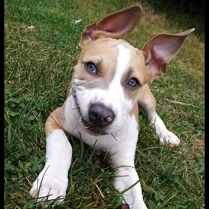 Pablo