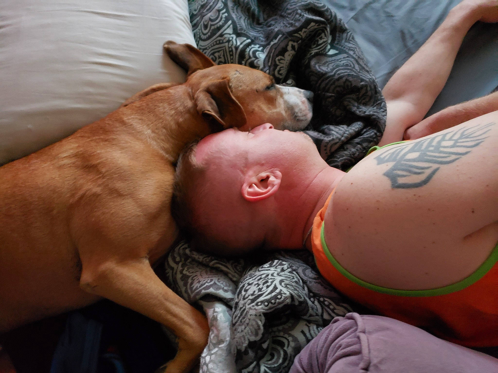 Creed joined the competition — help win amazing prizes! arm, birth, canidae, child, ear, fawn, flesh, hand, muscle, nap, sporting_group