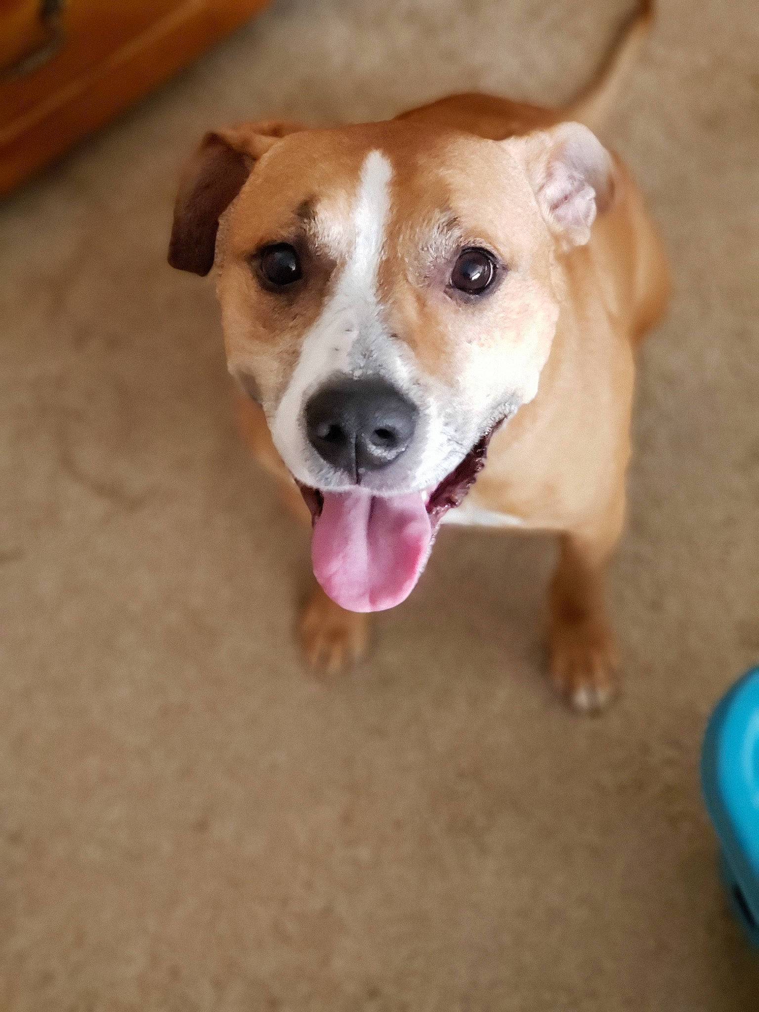 Creed joined the competition — help win amazing prizes! aspin, austrian_pinscher, beagador, canidae, carnivore, companion_dog, dog, dog_breed, fawn, feist, irishjacks, mammal, nose, potcake_dog, puppy, rare_breed_dog, snout, sporting_group, street_dog, whiskers