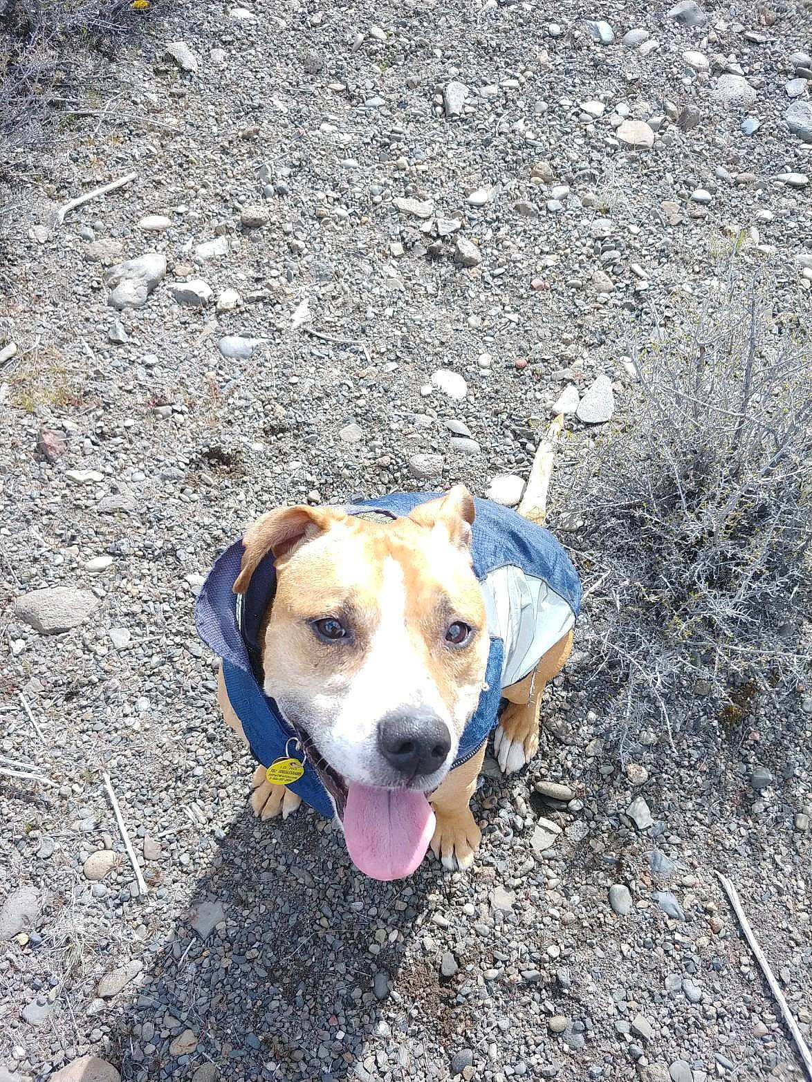 Creed joined the competition — help win amazing prizes! adventure, beagador, beagle, canidae, carnivore, dog, dog_breed, fawn, harrier, hunting_dog, mammal, mountain_cur, sporting_group