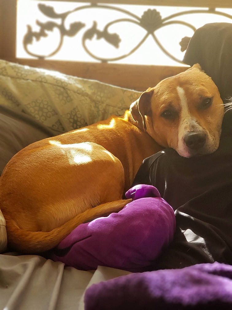 Creed is registered to the contest to win money with this photo: american_pit_bull_terrier, american_staffordshire_terrier, canidae, carnivore, dog, dog_breed, ear, fawn, mammal, non_sporting_group, pit_bull, rhodesian_ridgeback, snout, sporting_group, vertebrate