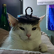 Noodle joined the competition — help win amazing prizes! cat, animal, pet, indoor, fur, ears, whiskers, face, paw, comb, hair_pick, resting, blanket, bottle, calendar, wall, furniture, closeup, domestic, cute