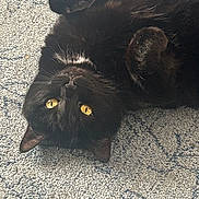 Pearl is registered to the contest to win money with this photo: adorable, animal, black_cat, carpet, cat, close_up, curled_paws, cute, domestic_animal, feline, fur, indoor, lying_down, paws, pet, portrait, relaxing, soft_light, whiskers, yellow_eyes