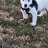 dog, white_dog, puppy, grass, outdoor, pet, animal, harness, curious, standing, nature, small_dog, canine, fur, ears, tail, ground, daylight, young_dog, looking