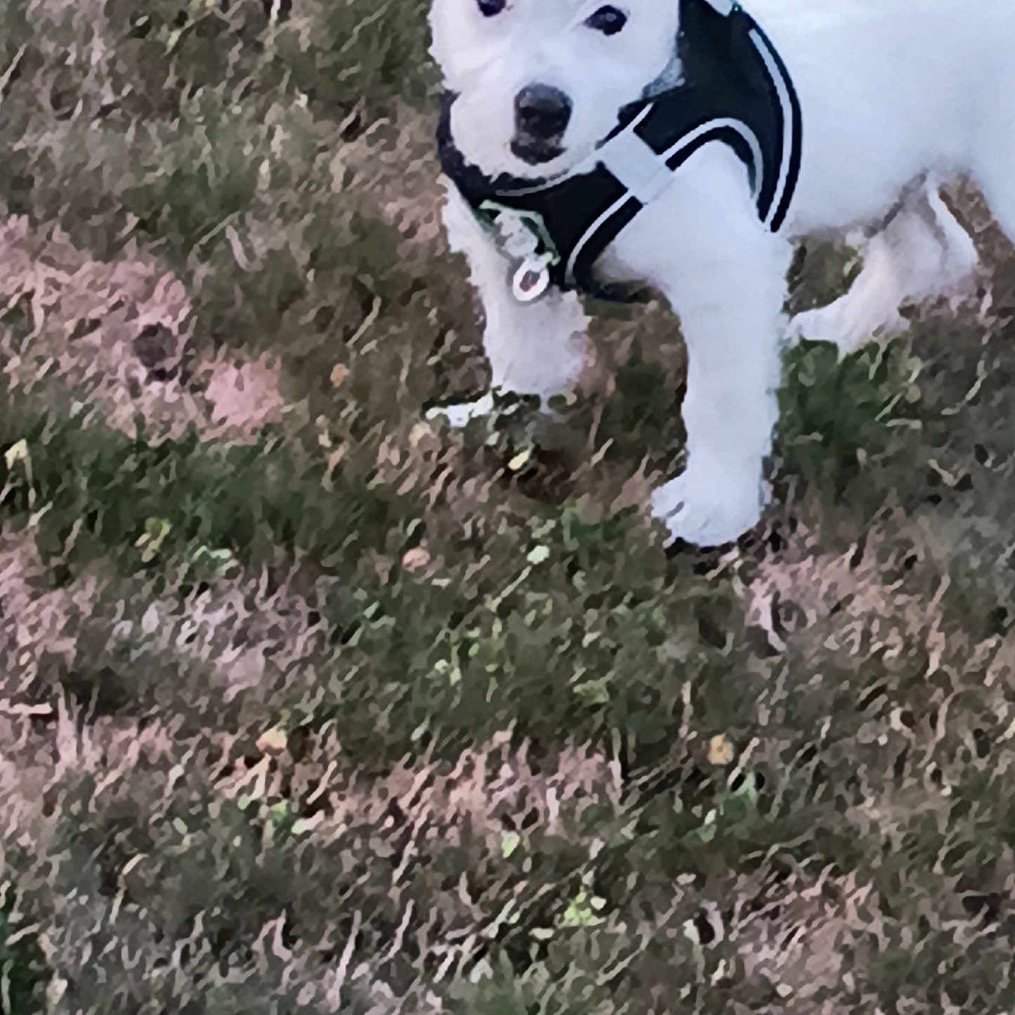 Yoda