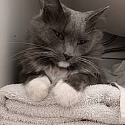 Bear joined the competition — help win amazing prizes! cat, gray_cat, white_paws, fluffy_fur, towels, stacked_towels, indoor, pet, animal, resting, close_up, whiskers, soft_texture, feline, cozy, cute, sleepy, domestic_cat, paw, fur