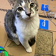 Ringo is registered to the contest to win money with this photo: cat, tabby, white_paws, cardboard, scratch_pad, carpet, indoor, pet, curious, animal, feline, sitting, looking_up, close_up, whiskers, ears, eyes, household_items, power_strip, cord