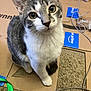 cat, tabby, white_paws, cardboard, scratch_pad, carpet, indoor, pet, curious, animal, feline, sitting, looking_up, close_up, whiskers, ears, eyes, household_items, power_strip, cord