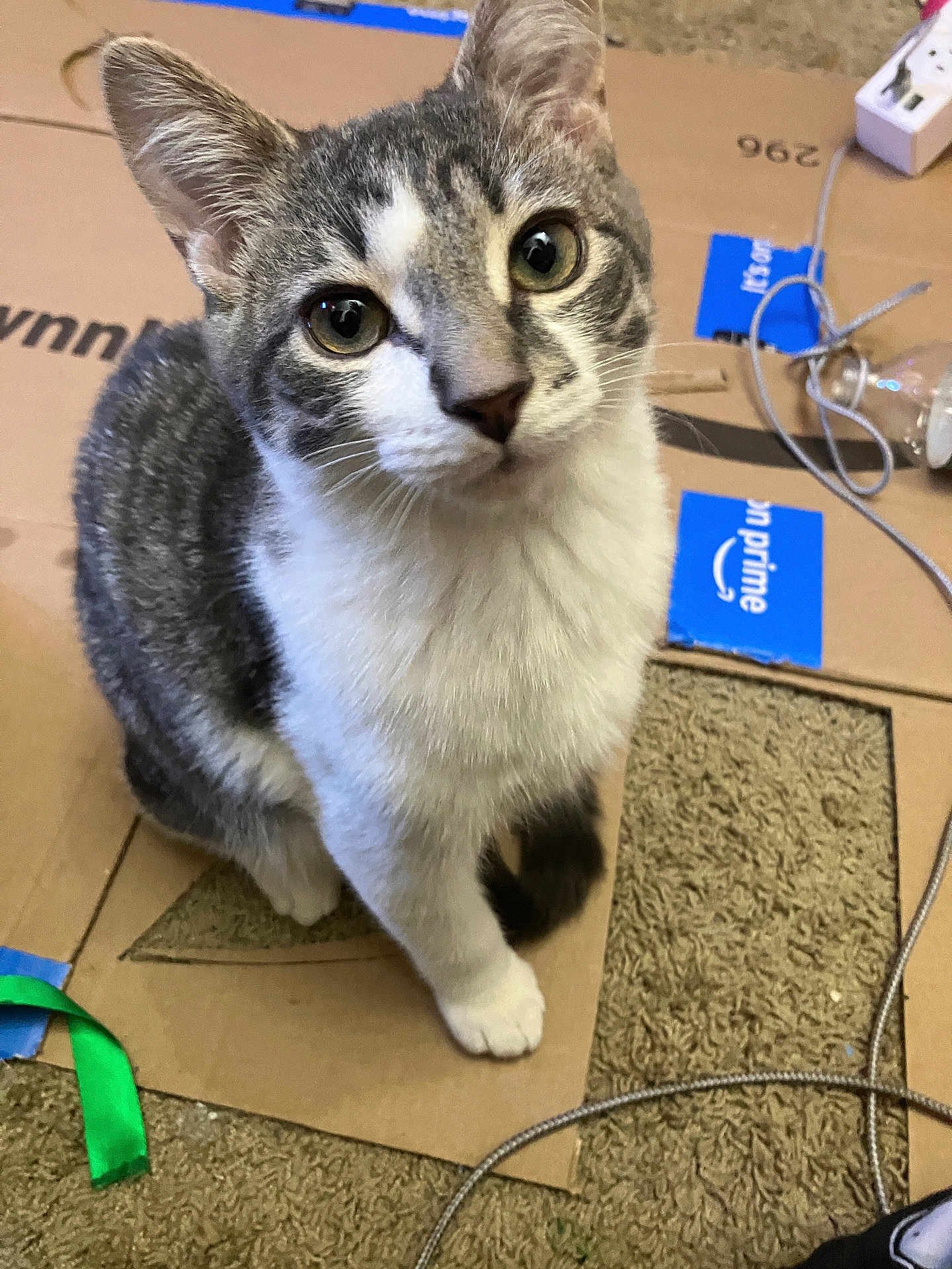 Ringo