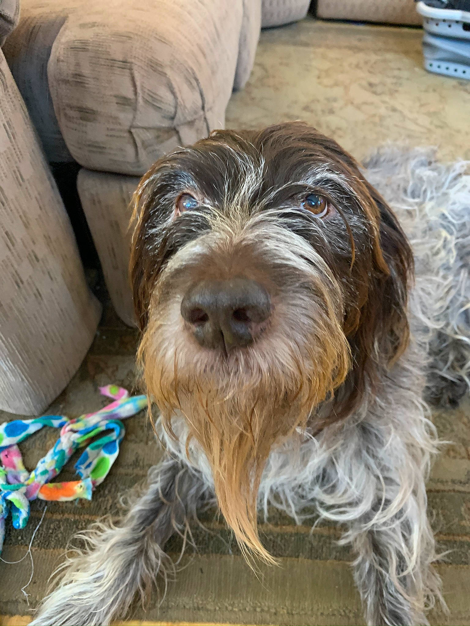 Ryker joined the competition — help win amazing prizes! canidae, carnivore, companion_dog, dog, dog_breed, fur, ingredient, liver, schnauzer, small_terrier, sporting_group, terrier, toy_dog, water_dog, working_animal, working_dog