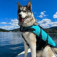 Taiko a rejoint le concours — aidez-le/la à gagner de superbes lots ! husky, dog, life_jacket, boat, water, lake, sky, clouds, mountains, outdoor, nature, pet, animal, canine, summer, blue_sky, happy, tongue_out, adventure, daytime