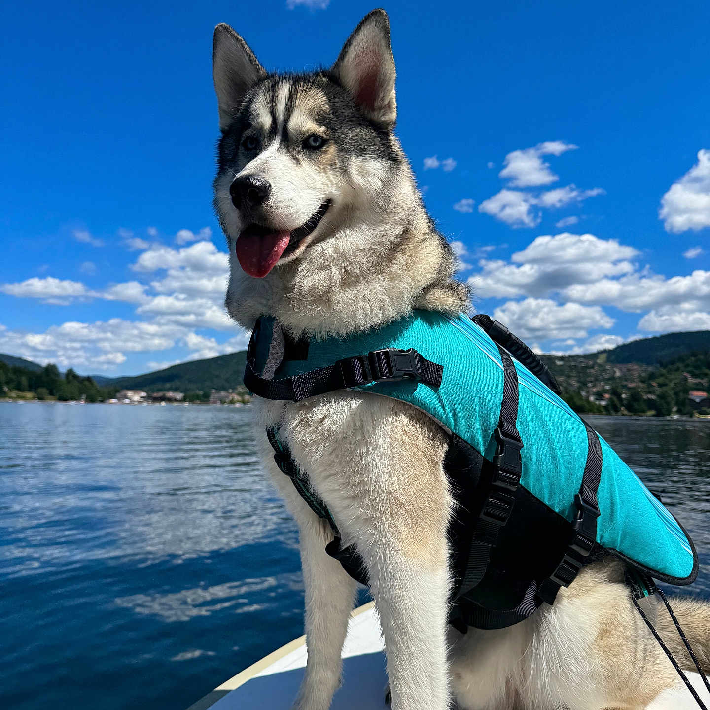 Taiko a rejoint le concours — aidez-le/la à gagner de superbes lots ! husky, dog, life_jacket, boat, water, lake, sky, clouds, mountains, outdoor, nature, pet, animal, canine, summer, blue_sky, happy, tongue_out, adventure, daytime