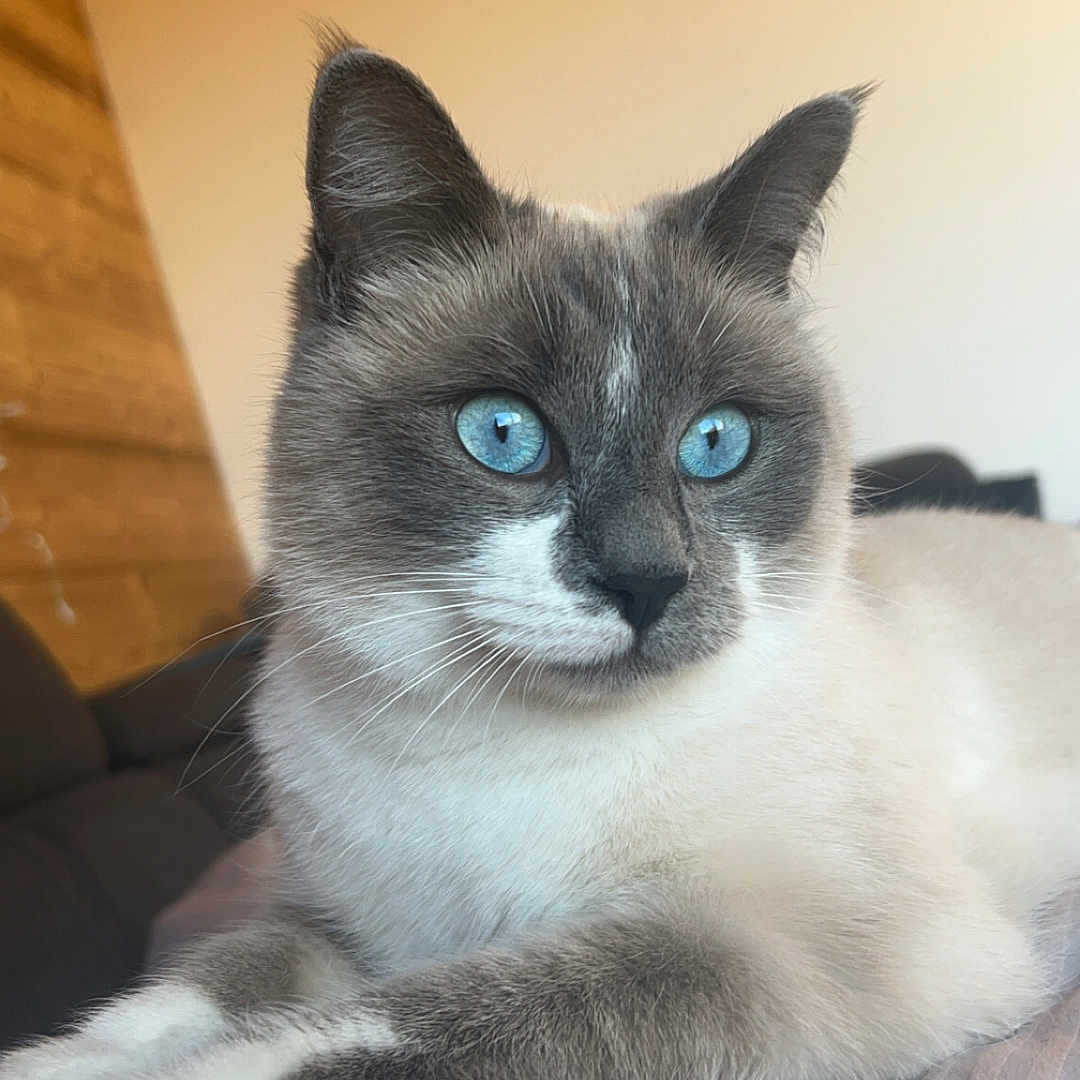 Mia a rejoint le concours — aidez-le/la à gagner de superbes lots ! abyssinian, animal, cat, hardwood, kitten, manx, pet, siamese, wood