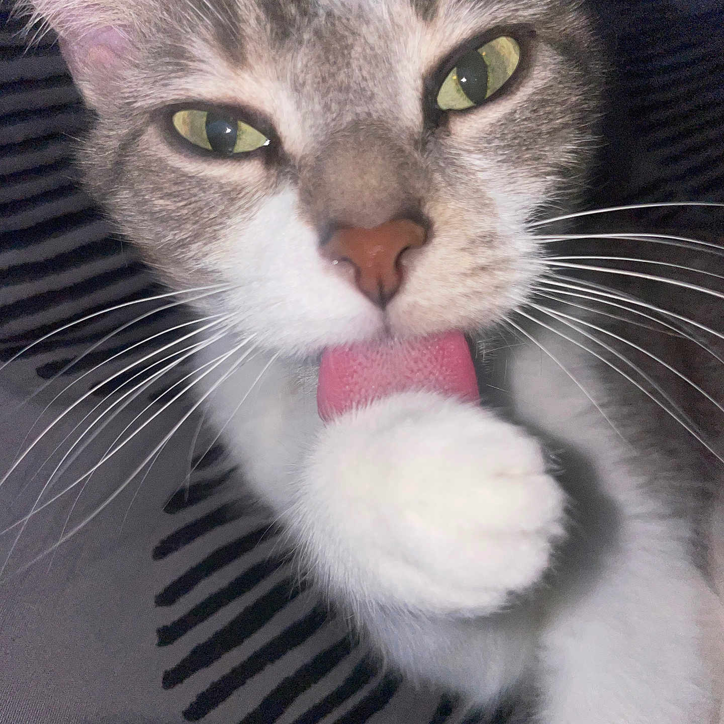 Luna joined the competition — help win amazing prizes! abyssinian, angora, animal, bodypart, canine, cat, claw, dog, electronics, hardware, husky, kitten, manx, mouth, person, pet, siamese, snout, teeth, tongue