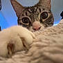Vincent is registered to the contest to win money with this photo: cat, tabby_cat, paw, close_up, curious, indoor, blanket, person, face_partial, fur, whiskers, claws, bedroom, soft_texture, pet, animal, eye_contact, playful, cozy, domestic