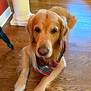 Atticus is registered to the contest to win money with this photo: animal, bandana, brown, calm, canine, close_up, cozy, dog, domestic_animal, floor, fur, golden_retriever, home_interior, indoor, laying_down, looking_at_camera, pet, plaid, portrait, wooden_floor
