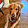 Atticus