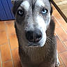 dog, husky, siberian_husky, blue_eyes, sitting, portrait, pet, canine, animal, fur, gray_fur, white_markings, black_nose, indoors, tiled_floor, blue_door, wooden_table, front_facing, alert, photography