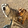 dogs, dog, husky, pit_bull, pets, animals, outdoor, gravel, sunlight, sitting, collar, leash, watering_can, portrait, two_dogs, serious_expression, brown_dog, gray_dog, garden, shadows